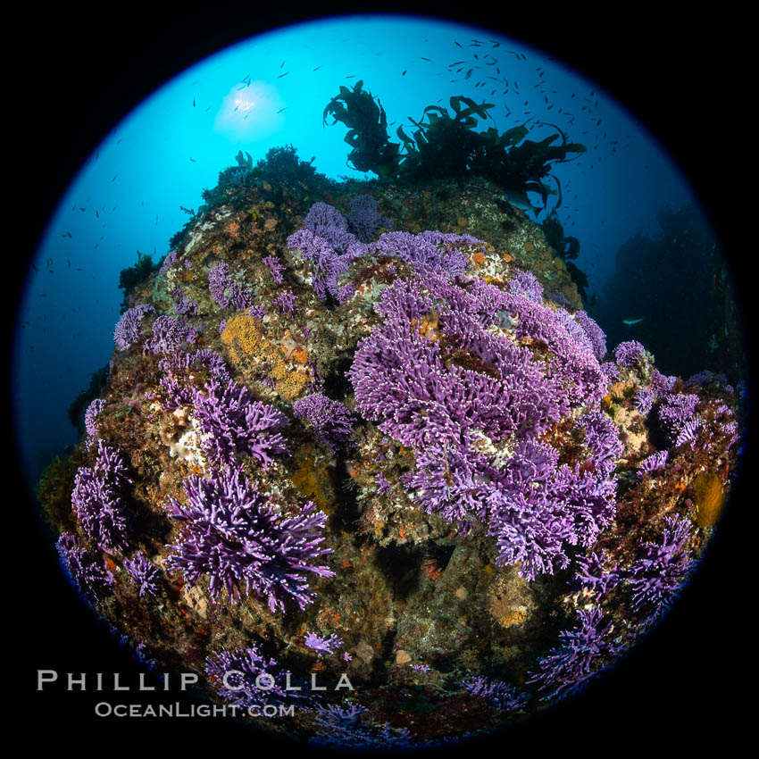 California reef covered with purple hydrocoral (Stylaster californicus, Allopora californica), Farnsworth Banks. Catalina Island, USA, Allopora californica, Stylaster californicus, natural history stock photograph, photo id 37184