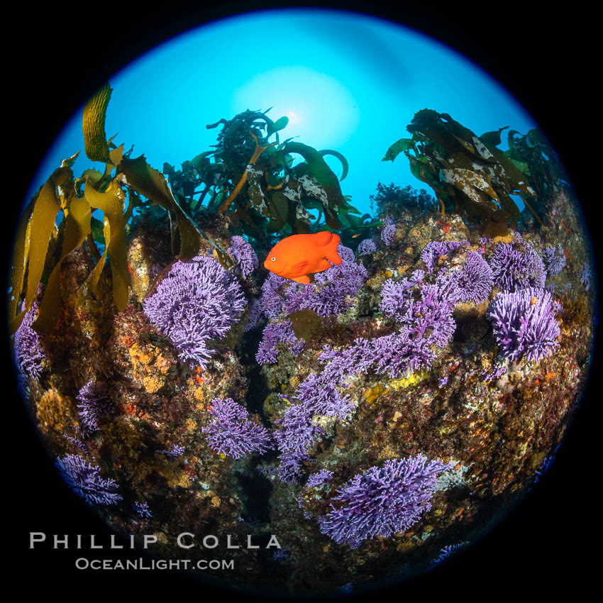 California reef covered with purple hydrocoral (Stylaster californicus, Allopora californica) and palm kelp, with orange garibaldi fish whizzing by, Catalina Island, Stylaster californicus, Allopora californica California reef covered with purple hydrocoral (Stylaster californicus, Allopora californica) and palm kelp, with orange garibaldi fish whizzing by, Catalina Island, Stylaster californicus, Allopora californica