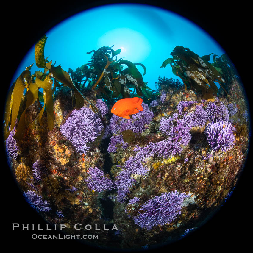 California reef covered with purple hydrocoral (Stylaster californicus, Allopora californica) and palm kelp, with orange garibaldi fish whizzing by, Catalina Island, Stylaster californicus, Allopora californica