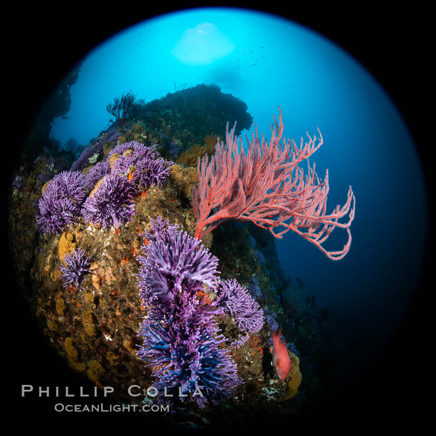 Red gorgonian (Lophogorgia chilensis) rises above fields of purple hydrocoral (Stylaster californicus, Allopora californica) on Farnsworth Bank, Catalina Island. California, USA, Allopora californica, Stylaster californicus, Leptogorgia chilensis, Lophogorgia chilensis, natural history stock photograph, photo id 37179