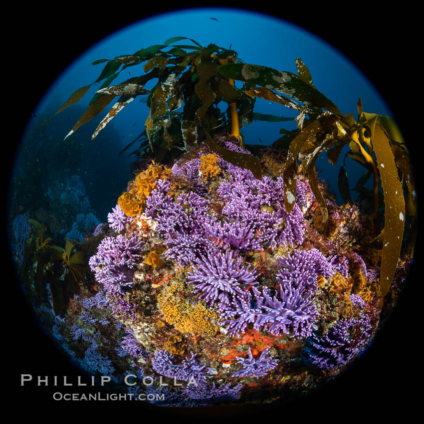 California reef covered with purple hydrocoral (Stylaster californicus, Allopora californica). Catalina Island, USA, Allopora californica, Stylaster californicus, natural history stock photograph, photo id 37183