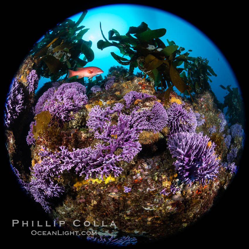 California reef covered with purple hydrocoral (Stylaster californicus, Allopora californica). Catalina Island, USA, Allopora californica, Stylaster californicus, natural history stock photograph, photo id 37173