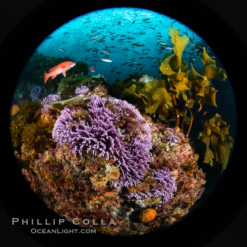 Purple hydrocoral Stylaster californicus, Farnsworth Banks, Catalina Island, California. USA, Allopora californica, Stylaster californicus, natural history stock photograph, photo id 37238