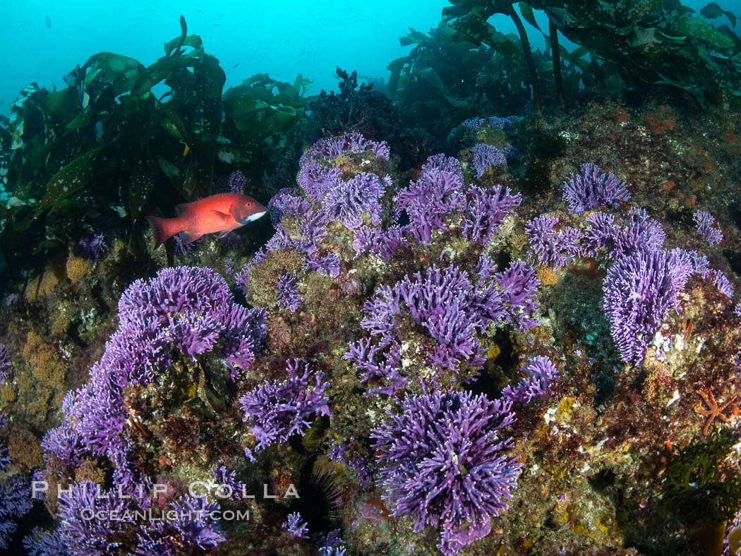 Purple hydrocoral  Stylaster californicus, Farnsworth Banks, Catalina Island, California. USA, Allopora californica, Stylaster californicus, natural history stock photograph, photo id 37248