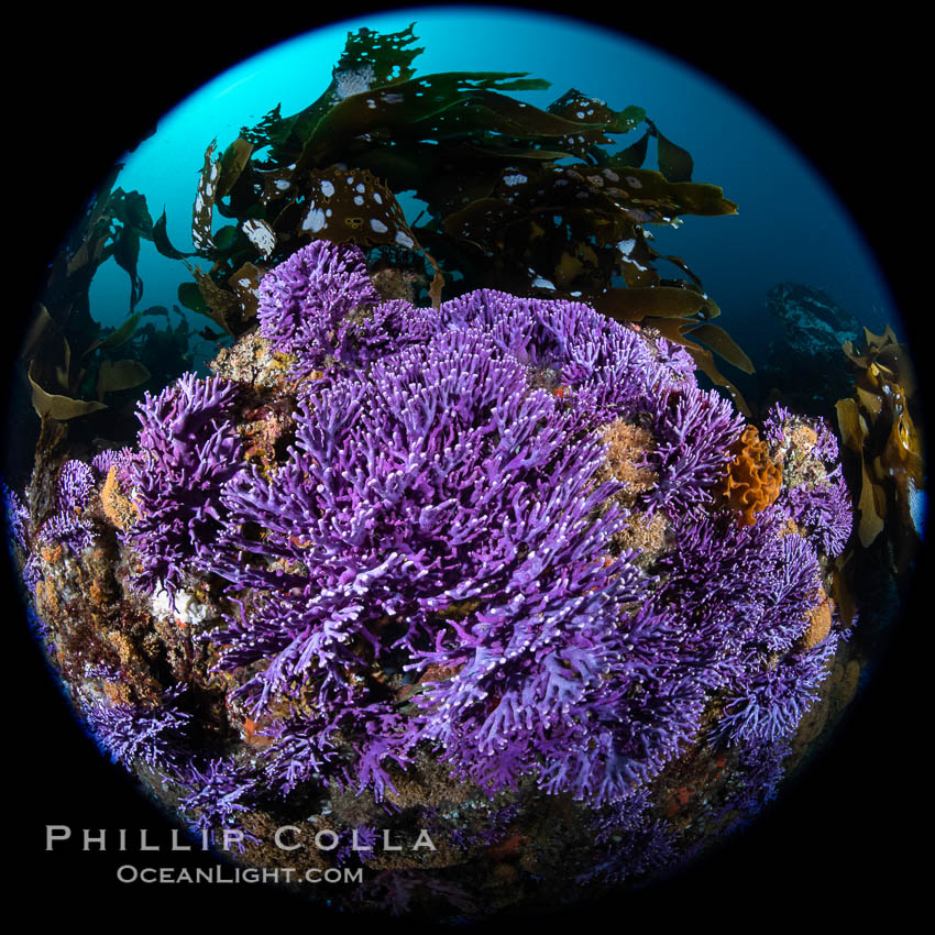 Purple hydrocoral  Stylaster californicus, Farnsworth Banks, Catalina Island, California. USA, Allopora californica, Stylaster californicus, natural history stock photograph, photo id 37268
