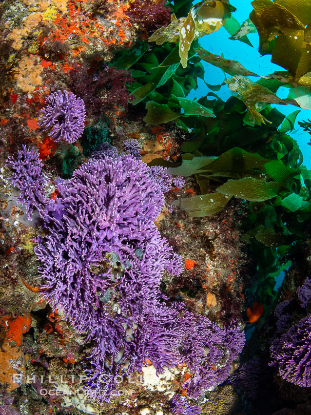 Purple hydrocoral Stylaster californicus, Farnsworth Banks, Catalina Island, California. USA, natural history stock photograph, photo id 39536