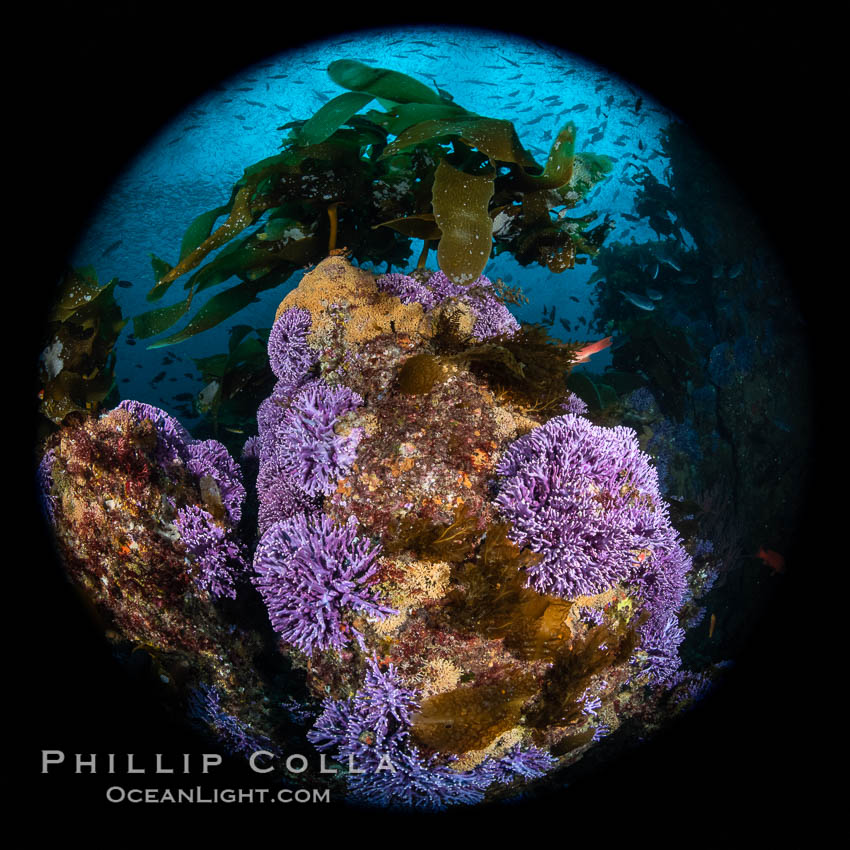 Purple hydrocoral  Stylaster californicus, Farnsworth Banks, Catalina Island, California. USA, Allopora californica, Stylaster californicus, natural history stock photograph, photo id 37239