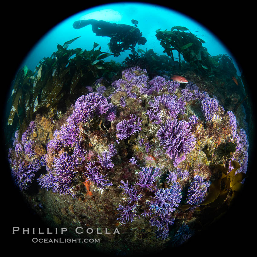 Purple hydrocoral  Stylaster californicus, Farnsworth Banks, Catalina Island, California. USA, Allopora californica, Stylaster californicus, natural history stock photograph, photo id 37247