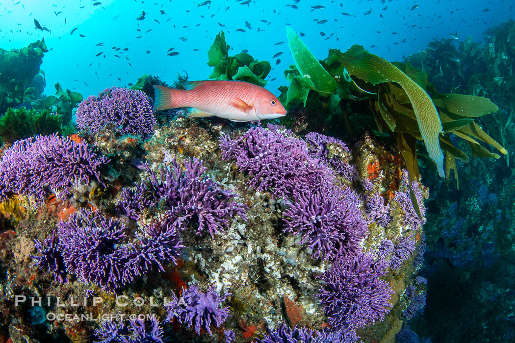 Purple hydrocoral Stylaster californicus, Farnsworth Banks, Catalina Island, California. USA, natural history stock photograph, photo id 39535