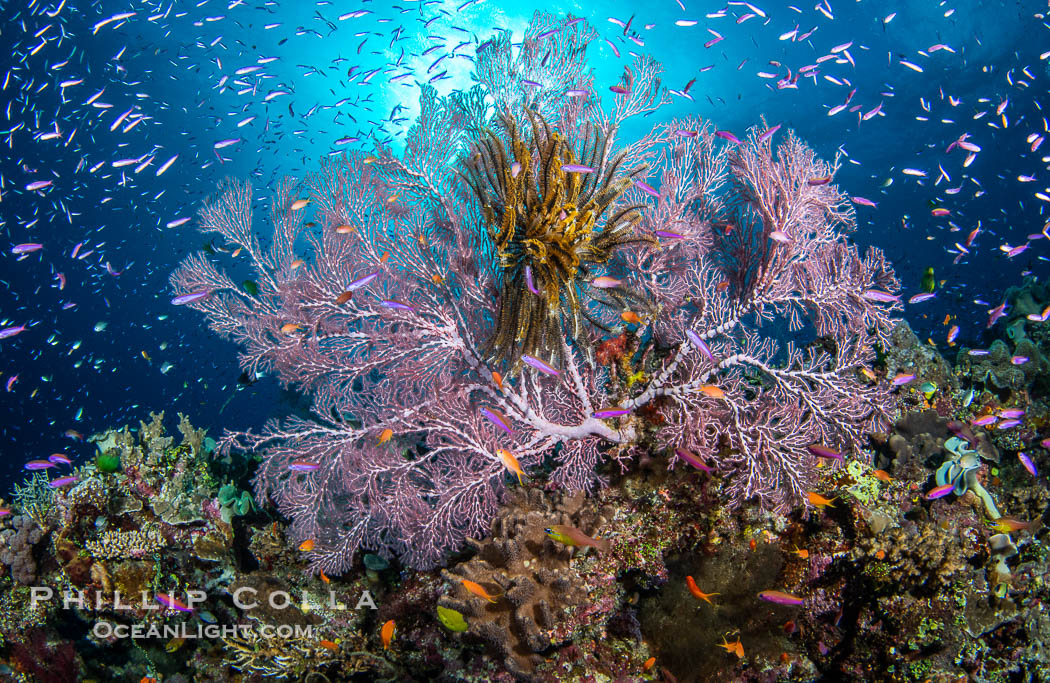 Purple is the new Black. Anthias swarm around a huge purple sea fan gorgonian which lies perpendicular to prevailing currents so that it can capture plankton passing by. Gorgonians and Hard Corals on Tropical Coral Reef, Fiji Islands. Namena Marine Reserve, Namena Island, Gorgonacea, natural history stock photograph, photo id 41026