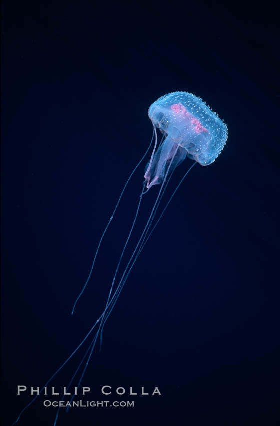 Purple jellyfish, open ocean. Guadalupe Island (Isla Guadalupe), Baja California, Mexico, Pelagia noctiluca, natural history stock photograph, photo id 06205