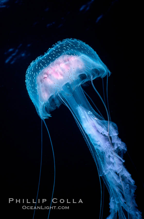 Purple jellyfish, open ocean. Guadalupe Island (Isla Guadalupe), Baja California, Mexico, Pelagia noctiluca, natural history stock photograph, photo id 06210