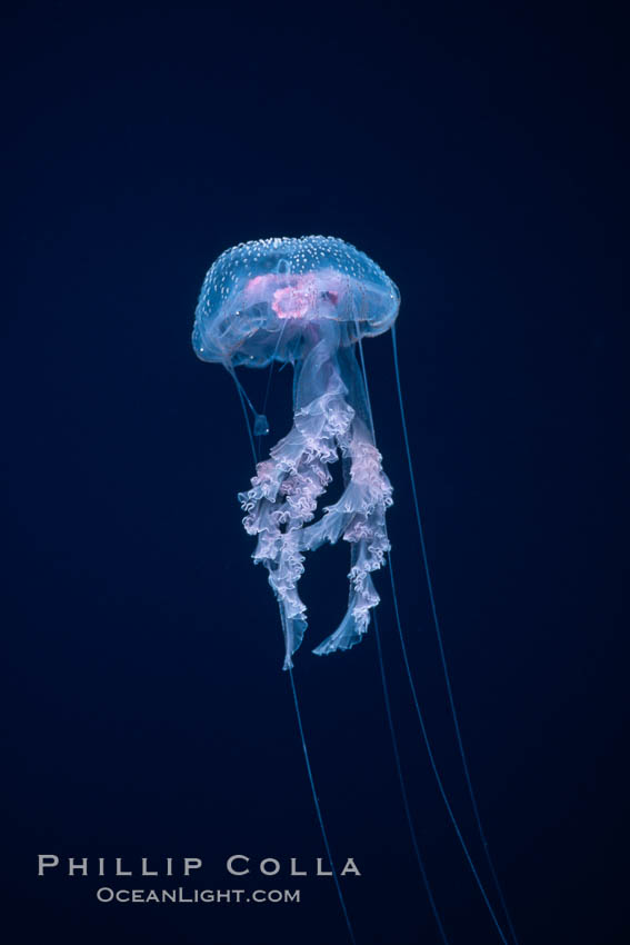 Purple jellyfish, open ocean. Guadalupe Island (Isla Guadalupe), Baja California, Mexico, Pelagia noctiluca, natural history stock photograph, photo id 06207