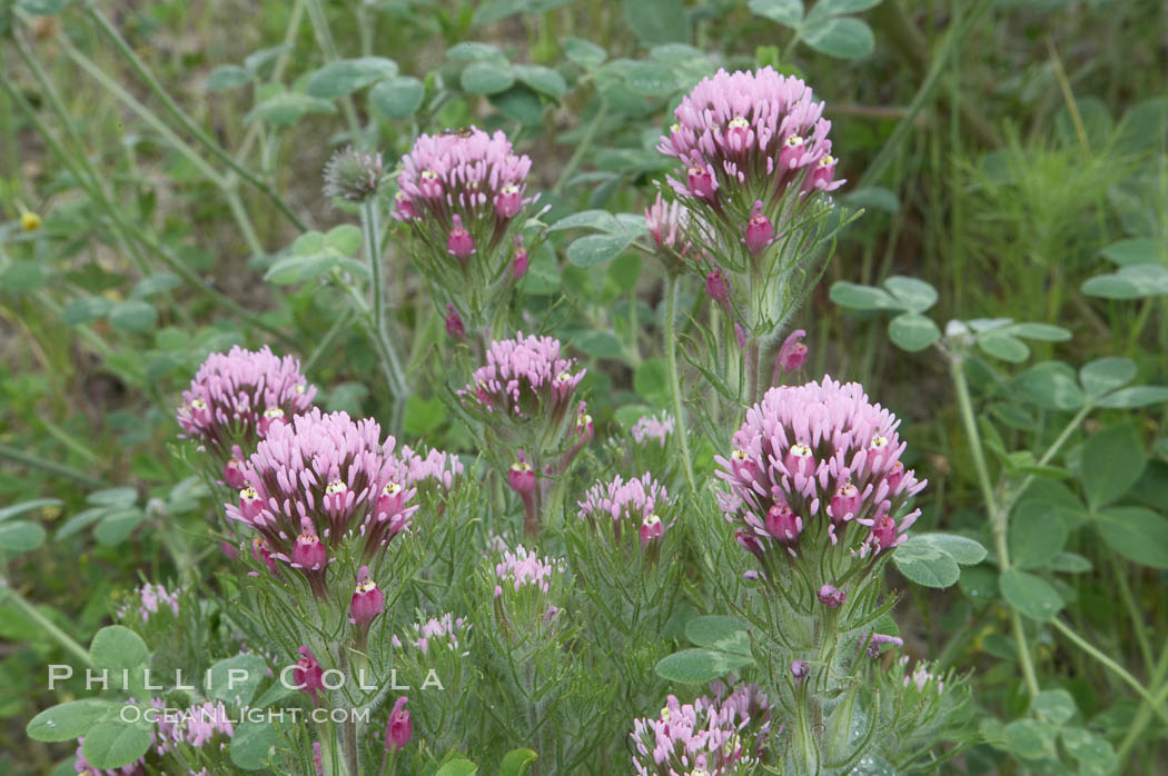 Purple owls clover blooms in spring. San Elijo Lagoon, Encinitas, California, USA, Castillejo exserta, natural history stock photograph, photo id 11520