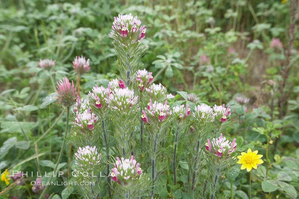 Purple owls clover blooms in spring. San Elijo Lagoon, Encinitas, California, USA, Castillejo exserta, natural history stock photograph, photo id 11524