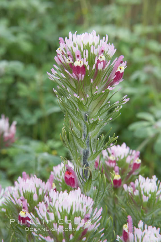 Purple owls clover blooms in spring. San Elijo Lagoon, Encinitas, California, USA, Castillejo exserta, natural history stock photograph, photo id 11527