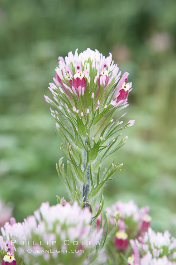 Purple owls clover blooms in spring. San Elijo Lagoon, Encinitas, California, USA, Castillejo exserta, natural history stock photograph, photo id 11517