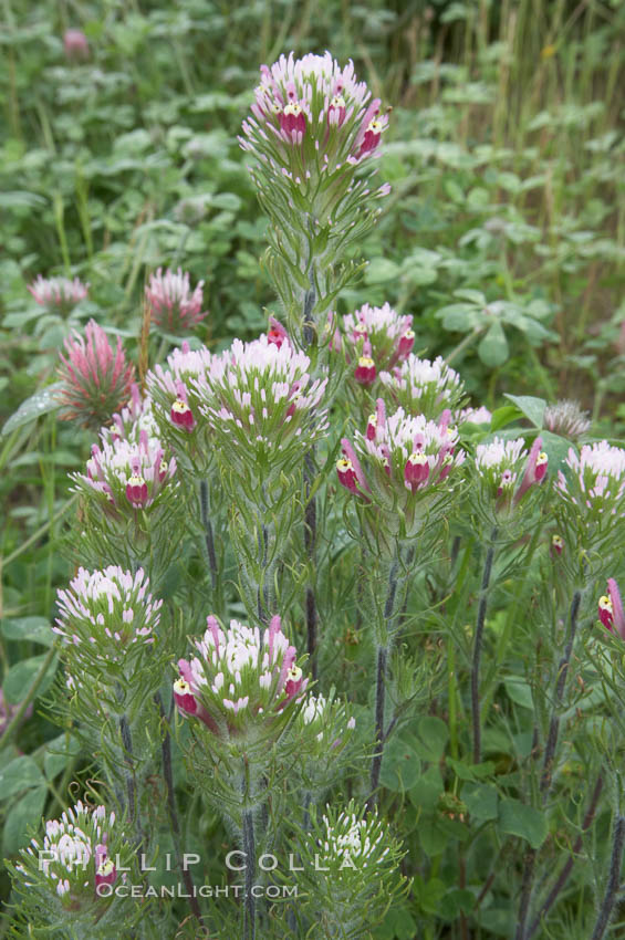 Purple owls clover blooms in spring. San Elijo Lagoon, Encinitas, California, USA, Castillejo exserta, natural history stock photograph, photo id 11526