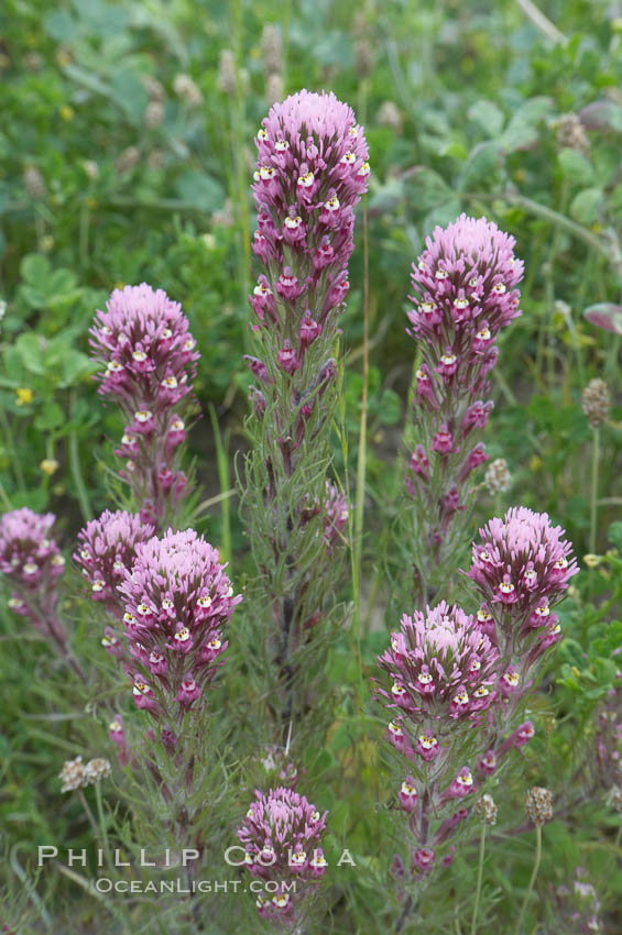 Purple owls clover blooms in spring. San Elijo Lagoon, Encinitas, California, USA, Castillejo exserta, natural history stock photograph, photo id 11516