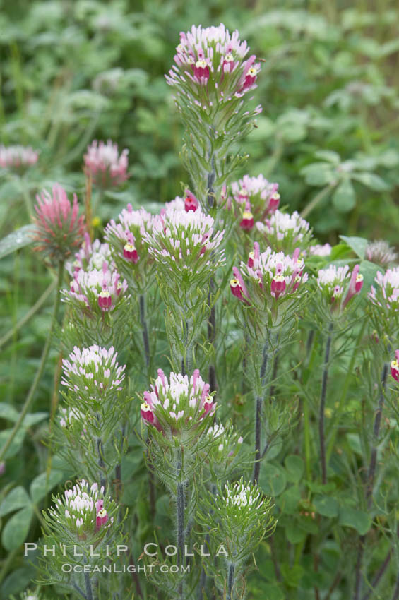 Purple owls clover blooms in spring. San Elijo Lagoon, Encinitas, California, USA, Castillejo exserta, natural history stock photograph, photo id 11519