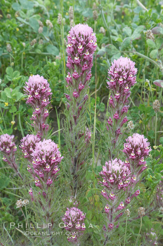 Purple owls clover blooms in spring. San Elijo Lagoon, Encinitas, California, USA, Castillejo exserta, natural history stock photograph, photo id 11529