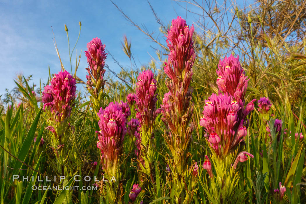 Purple owls clover, Rancho La Costa, Carlsbad. California, USA, natural history stock photograph, photo id 33262