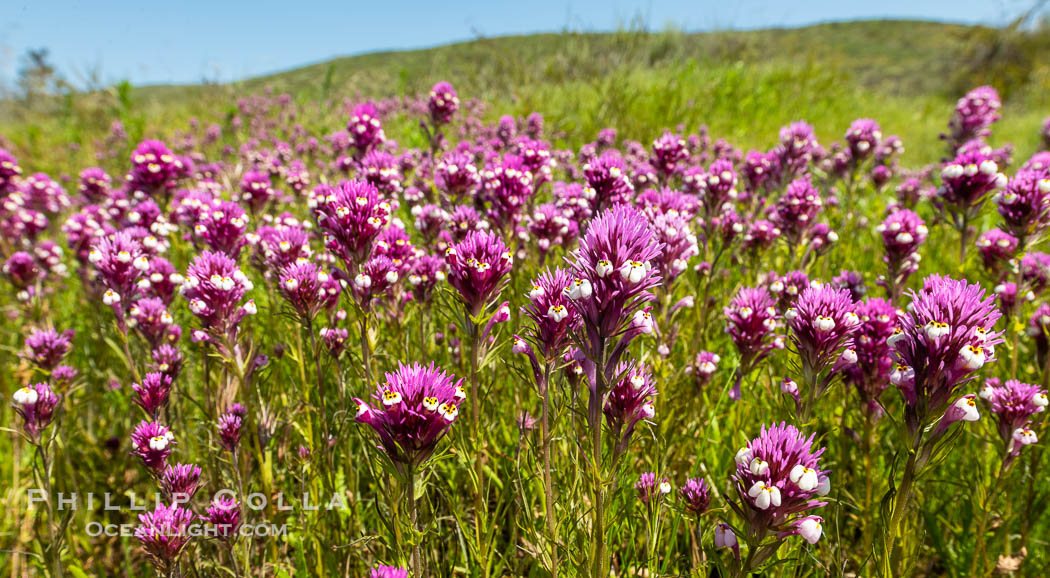 Purple owls clover, Rancho La Costa, Carlsbad. California, USA, natural history stock photograph, photo id 39362