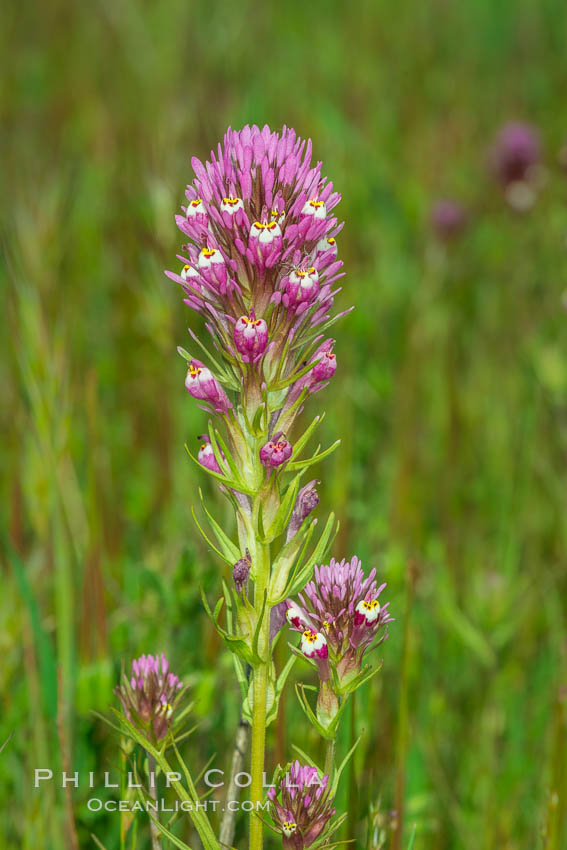 Purple owls clover, Rancho La Costa, Carlsbad. California, USA, natural history stock photograph, photo id 33208