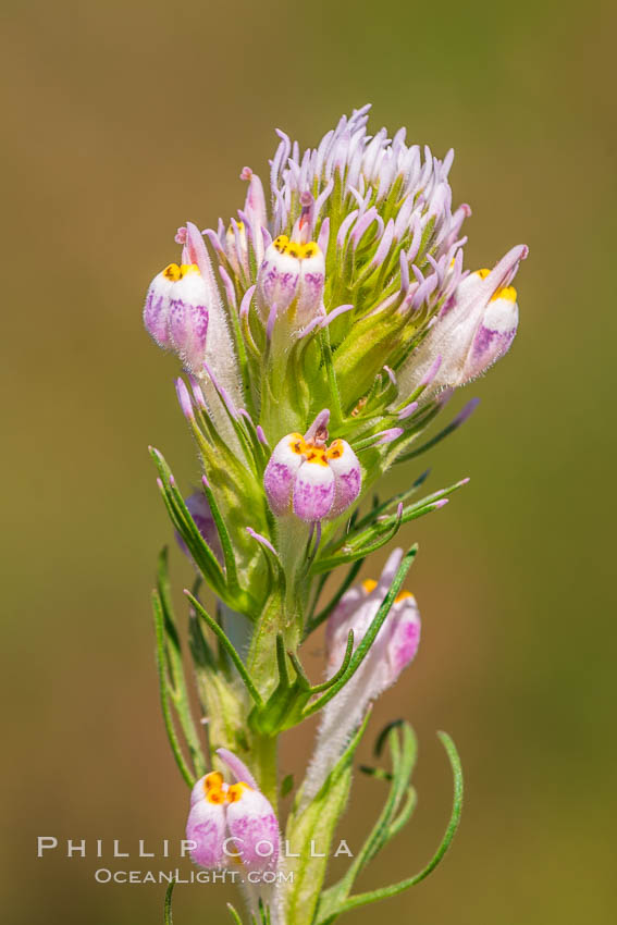 Purple owls clover, Rancho La Costa, Carlsbad. California, USA, natural history stock photograph, photo id 33207