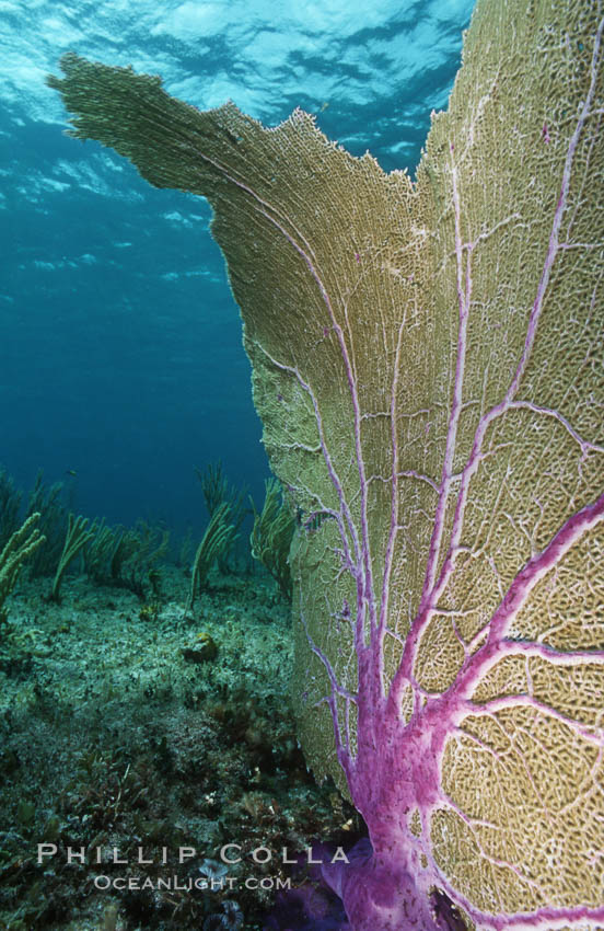Purple sea fan. Bahamas, Gorgonia ventalina, natural history stock photograph, photo id 05359