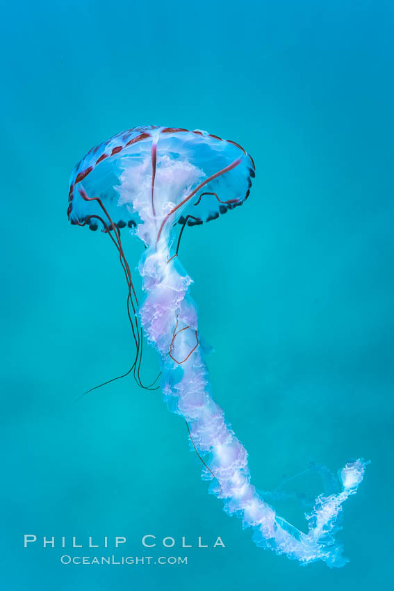 Purple-striped jellyfish, Coronado Islands, Mexico. Coronado Islands (Islas Coronado), Baja California, natural history stock photograph, photo id 37050