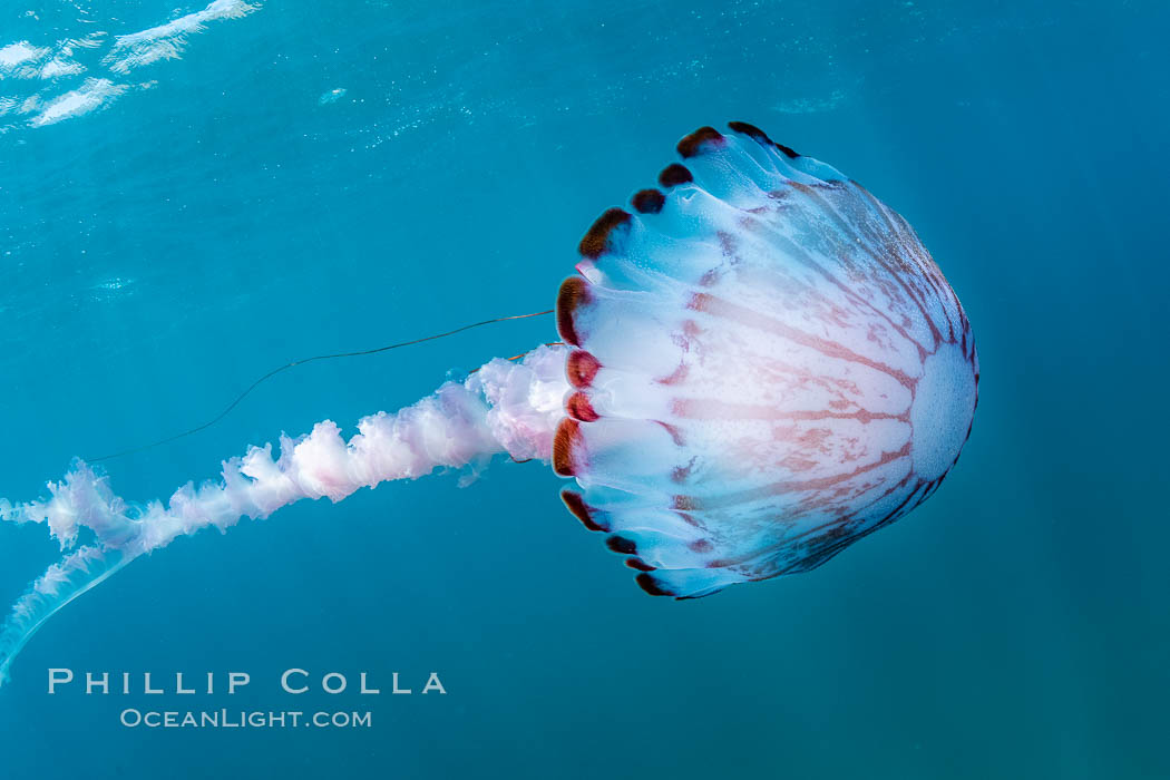 Purple-striped jellyfish, Coronado Islands, Mexico. Coronado Islands (Islas Coronado), Baja California, natural history stock photograph, photo id 37051