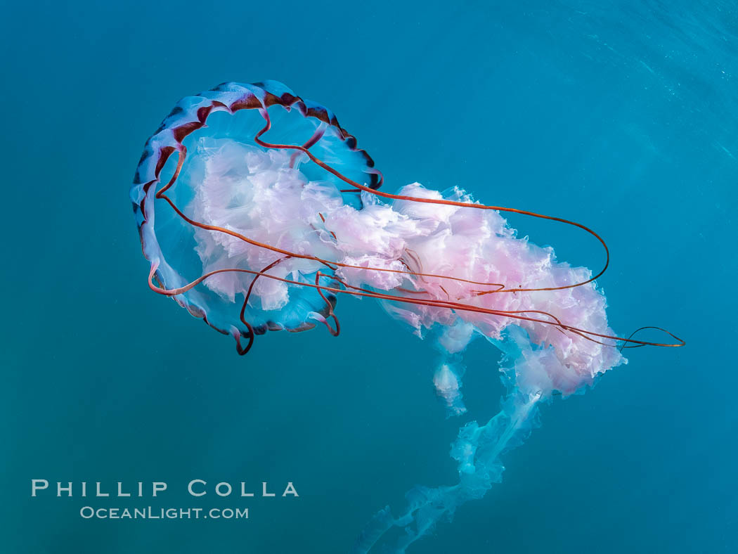 Purple-striped jellyfish, Coronado Islands, Mexico, Coronado Islands (Islas Coronado), Baja California