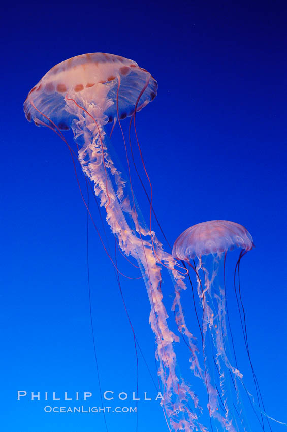 Purple-striped jelly., Chrysaora colorata, natural history stock photograph, photo id 08970