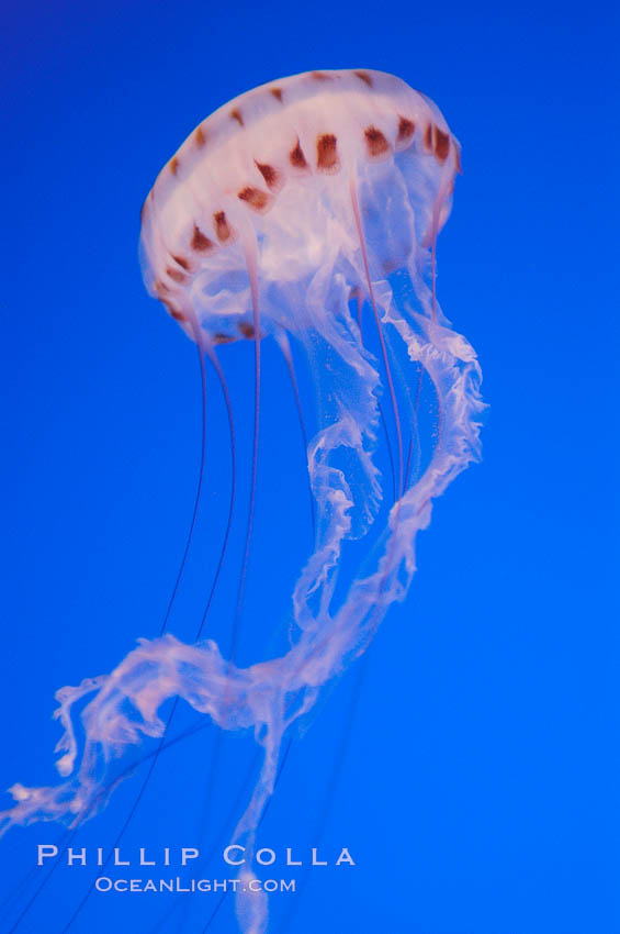 Purple-striped jelly., Chrysaora colorata, natural history stock photograph, photo id 08974