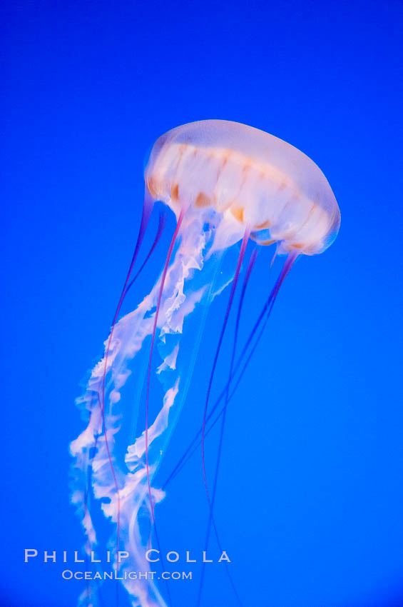 Purple-striped jelly., Chrysaora colorata, natural history stock photograph, photo id 14062