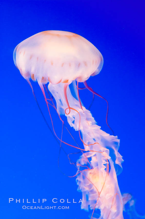 Purple-striped jelly., Chrysaora colorata, natural history stock photograph, photo id 14922