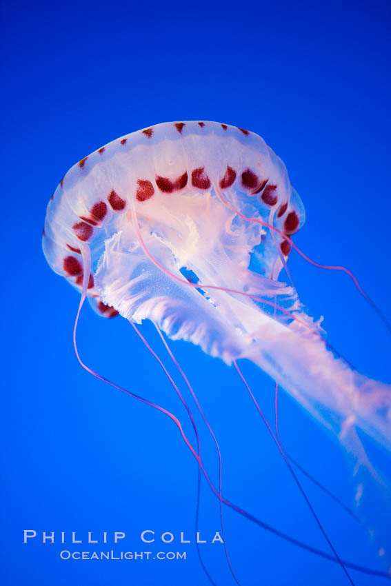 Purple-striped jelly., Chrysaora colorata, natural history stock photograph, photo id 21546