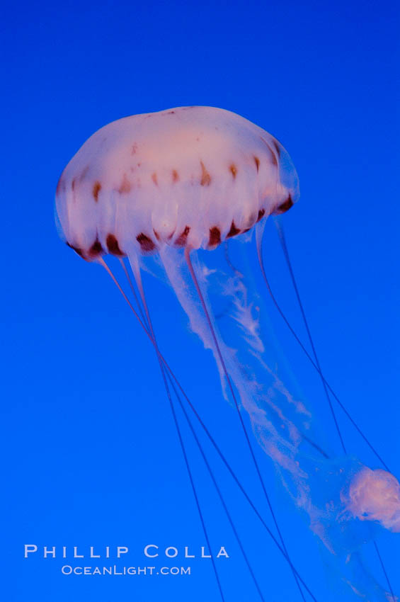 Purple-striped jelly., Chrysaora colorata, natural history stock photograph, photo id 08968