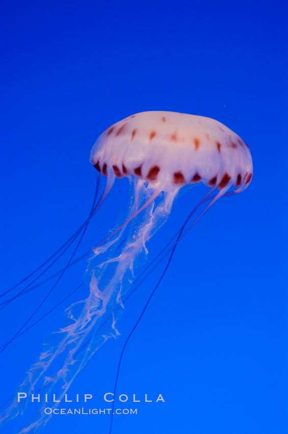 Purple-striped jelly., Chrysaora colorata, natural history stock photograph, photo id 08972