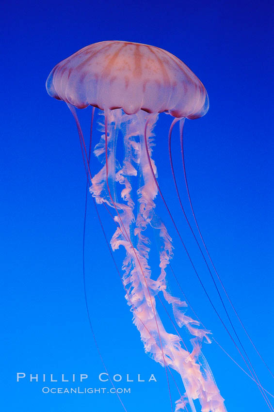 Purple-striped jelly., Chrysaora colorata, natural history stock photograph, photo id 08976