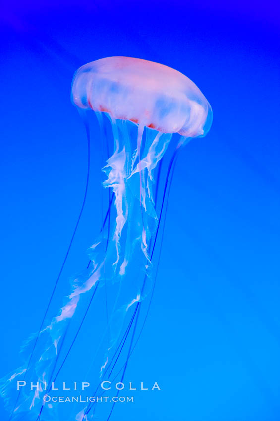 Purple-striped jelly., Chrysaora colorata, natural history stock photograph, photo id 14924