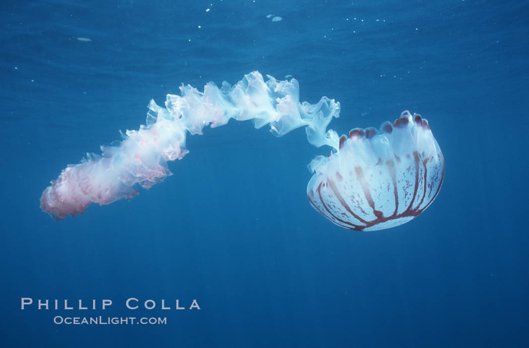 Purple-striped jellyfish. San Diego, California, USA, Chrysaora colorata, natural history stock photograph, photo id 03775