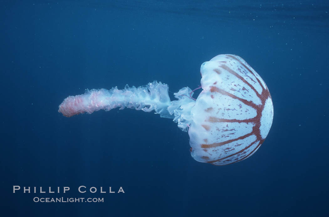 Purple-striped jellyfish. San Diego, California, USA, Chrysaora colorata, natural history stock photograph, photo id 05335