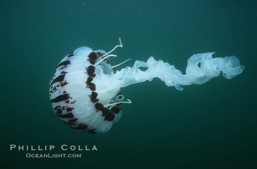 Jellyfish. San Diego, California, USA, Chrysaora colorata, natural history stock photograph, photo id 02489