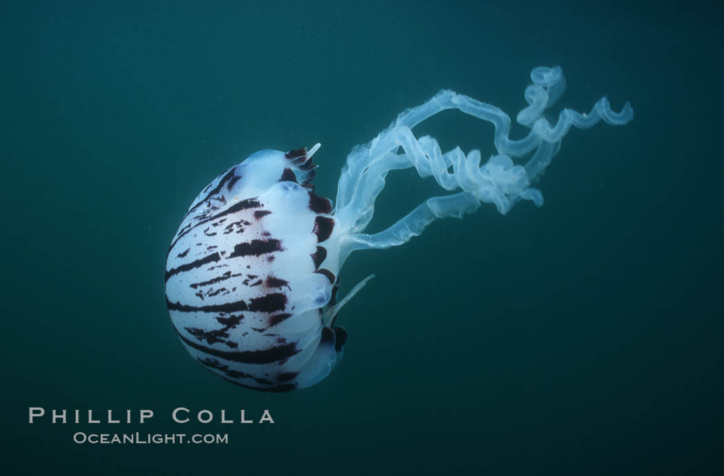 Purple-striped jellyfish. San Diego, California, USA, Chrysaora colorata, natural history stock photograph, photo id 03109