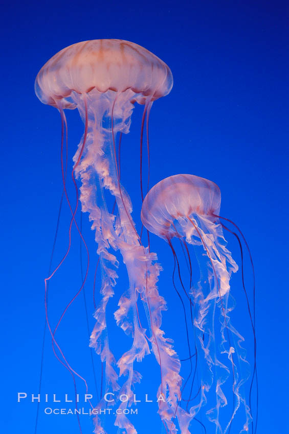 Purple-striped jelly., Chrysaora colorata, natural history stock photograph, photo id 08969