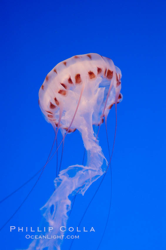 Purple-striped jelly., Chrysaora colorata, natural history stock photograph, photo id 08973