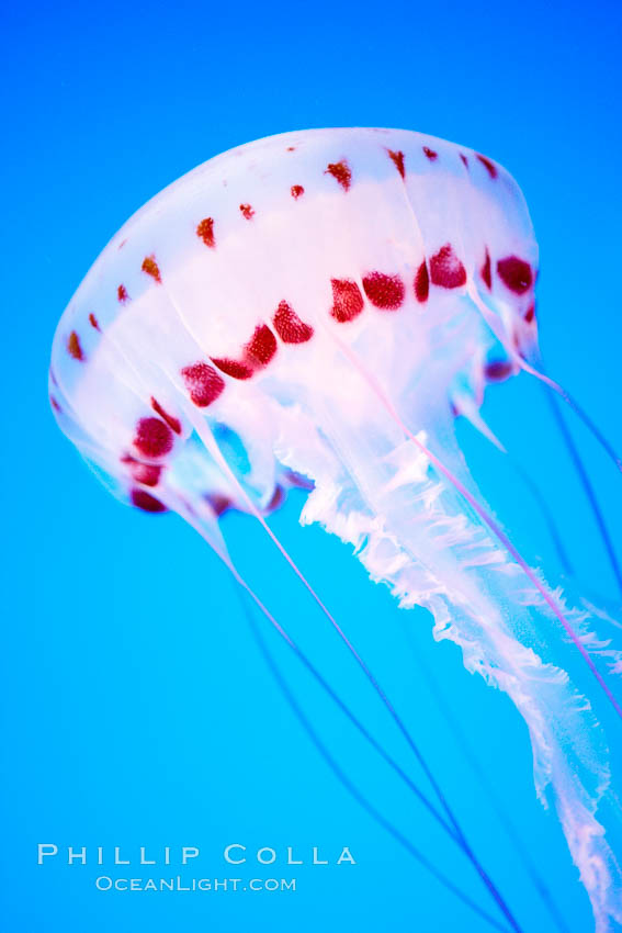 Purple-striped jelly., Chrysaora colorata, natural history stock photograph, photo id 21513