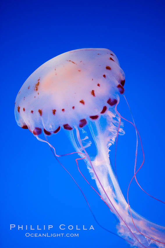 Purple-striped jelly., Chrysaora colorata, natural history stock photograph, photo id 21545